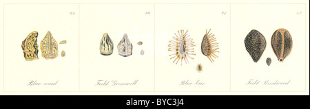 Farm Weeds (1906): their seeds [detail], illustrated by Norman Criddle: Blue-weed, Field Gromwell, Blue bur and field bindweed. Banque D'Images