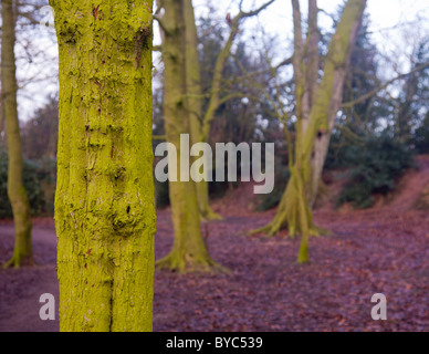 Close up d'écorce sur le tronc de l'arbre couvert de mousse vert lichen avec d'autres derrière les arbres Banque D'Images