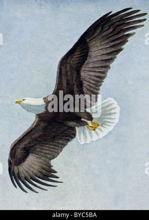 1917 Cette illustration montre un pygargue à tête blanche, un oiseau de proie diurne, a été fait par Louis Agassiz Fuertes (mort en 1927). Banque D'Images