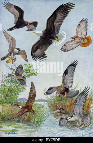 Cette illustration 1917 par Louis Agassiz Fuertes (mort en 1927) montre les oiseaux de proie diurnes en vol. Banque D'Images