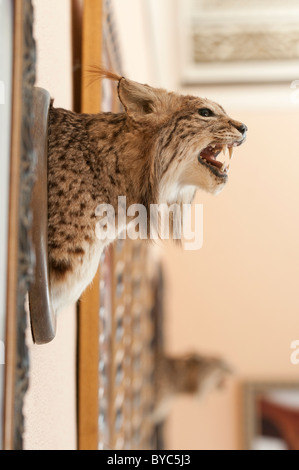 Le Lynx ibérique en peluche tête dans une pièce principale de l'Palacio de El Acebrón, musée et centre d'accueil pour les NP de Doñana, Huelva, Espagne Banque D'Images