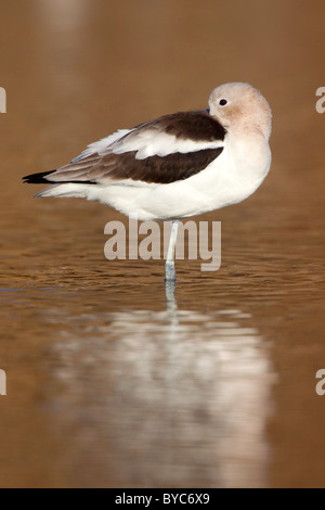 L'Avocette d'adulte en plumage d'hiver au repos. Banque D'Images