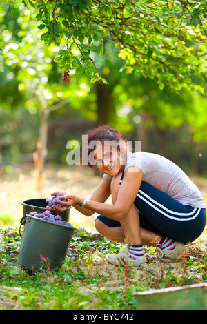 Young Woman picking prunes dans un verger Banque D'Images