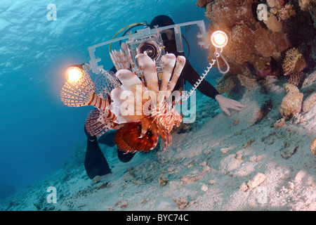 Tournage vidéo-opérateur (poissons-papillons Pterois volitans) Banque D'Images