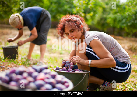 Young Woman picking prunes dans un verger Banque D'Images