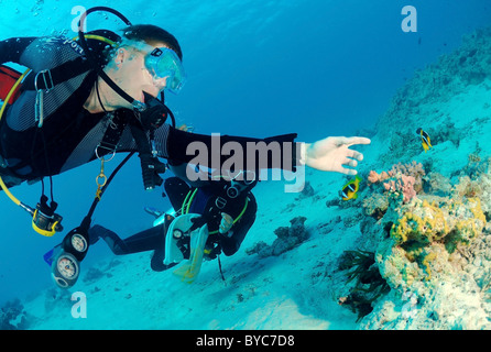 Scuba Diver regarder sur Twoband poisson clown (Amphiprion bicinctus) Banque D'Images