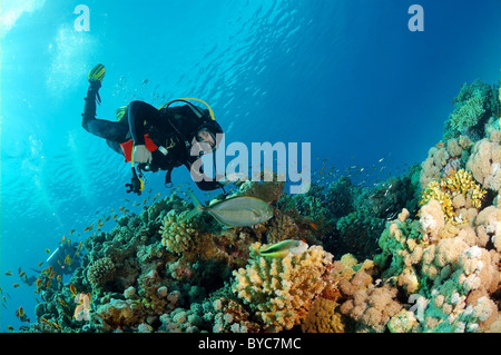 Plongeur mâle regardez sur l'École d'argent Sweeper, argent Sweepe vitreux, Glassfish, Pigmy Sweeper (Parapriacanthus ransonneti) près de coral reef Banque D'Images