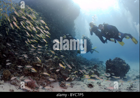 Les plongeurs sous-groupe porte sur le banc de poissons (albacore goatfish Mulloidichthys vanicolensis), Red Sea, Egypt, Africa Banque D'Images