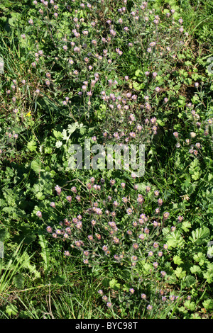 Fleabane Erigeron acer, bleu, de la famille des Astéracées. La fleur sauvage. Banque D'Images