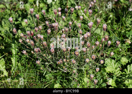 Fleabane Erigeron acer, bleu, de la famille des Astéracées. La fleur sauvage. Banque D'Images