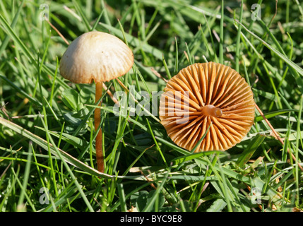 Conocybe tenera, Bolbitiaceae. Montrant plus spécimen et le dessous des ouïes. Non comestible, éventuellement toxiques. Banque D'Images