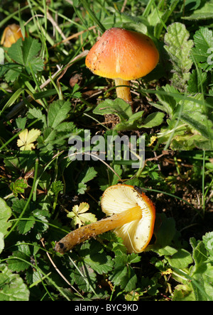 Waxcap, champignon Hygrocybe persistens, Hygrophoraceae. Syn. Hygrocybe langei et bien d'autres synonymes. Composé de 2 images. Banque D'Images