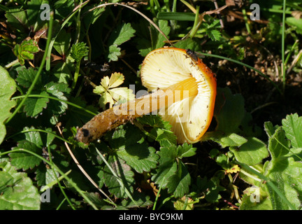 Waxcap, champignon Hygrocybe persistens, Hygrophoraceae. Syn. Hygrocybe langei et bien d'autres synonymes. Banque D'Images