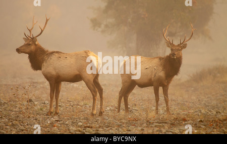 Une paire de Tule Elk taureaux dans un brouillard. Banque D'Images