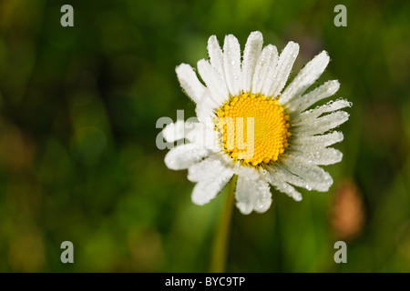 En matin Daisy Banque D'Images