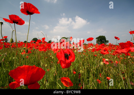 Dans la brise Vagues coquelicots dans une prairie de plaine Banque D'Images