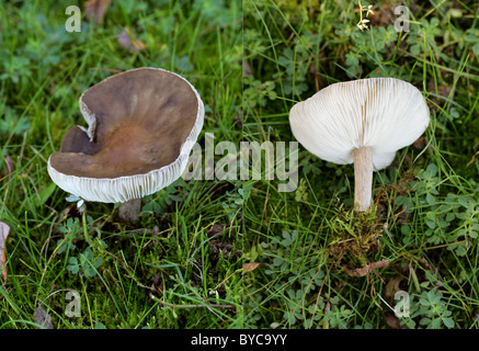 Cavalier commun Champignons, Melanoleuca vulgaris, Tricholomataceae. Dessous montrant des branchies. De plus en pâturage de graminées, Park Street. Banque D'Images