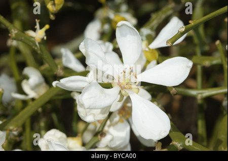 Poncirus trifoliata le japonais de l'orange amère Banque D'Images