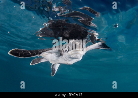 Tortue verte Chelonia mydas tortue ( ), des espèces, des Caraïbes Banque D'Images