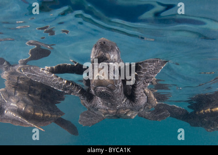 Les nouveau-nés de tortues imbriquées (Eretmochelys imbricata), espèce en voie de disparition, des Caraïbes Banque D'Images