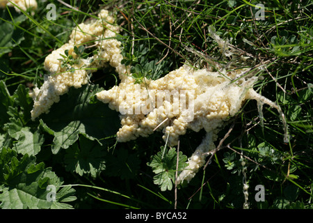 Myxomycète blanc, Mucilago crustacea, Didymiaceae, Amoebozoa. Sur la végétation de plus en plus vivre. Banque D'Images