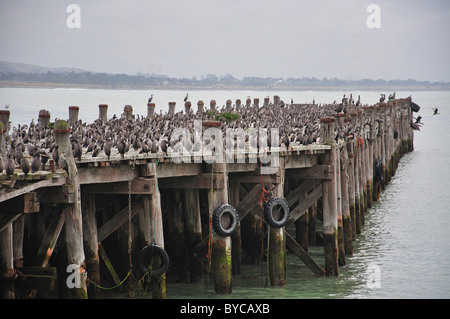 Des bandes d'oiseaux de mer sur la jetée en bois, port d'Oamaru, Oamaru, Région de l'Otago, île du Sud, Nouvelle-Zélande Banque D'Images