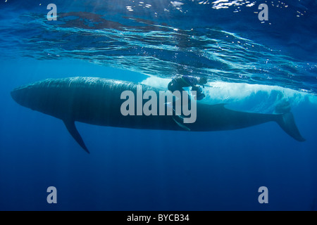 Photographe Brandon Cole et rorqual de Bryde, Baja California, Mexique (Est de l'océan Pacifique ) # 4 de 4 Banque D'Images