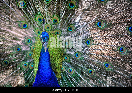 Pavo cristatus, paons indiens montrant afficher Banque D'Images