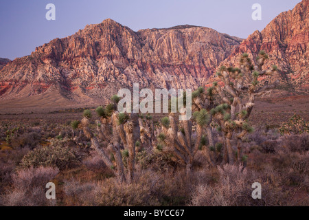 Joshua Trees in Red Rock Canyon National Conservation Area, désert de Mojave, près de Las Vegas, Nevada Banque D'Images