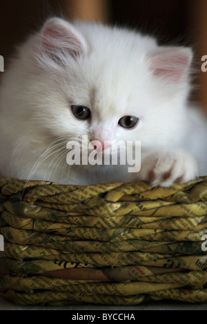 Mignon chaton Persan Andhra Pradesh Inde du Sud Banque D'Images