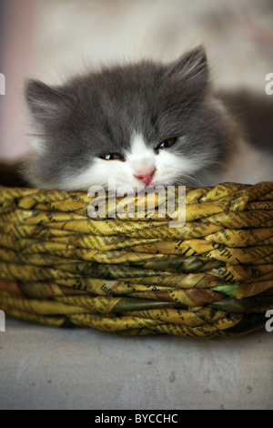 Mignon chaton Persan Andhra Pradesh Inde du Sud Banque D'Images