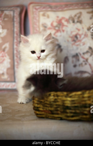 Mignon chaton Persan Andhra Pradesh Inde du Sud Banque D'Images