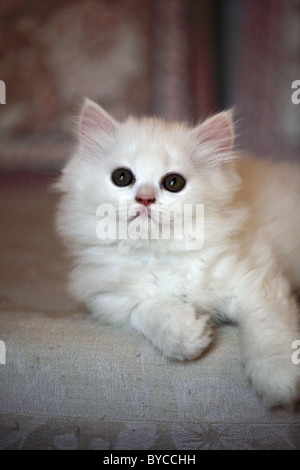 Mignon chaton Persan Andhra Pradesh Inde du Sud Banque D'Images