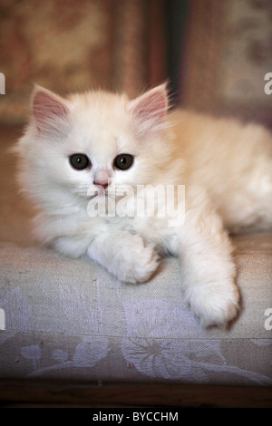 Mignon chaton Persan Andhra Pradesh Inde du Sud Banque D'Images