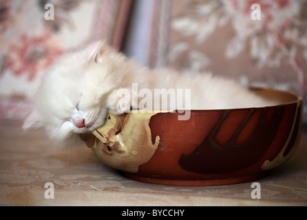 Mignon chaton persan sleeping Andhra Pradesh Inde du Sud Banque D'Images