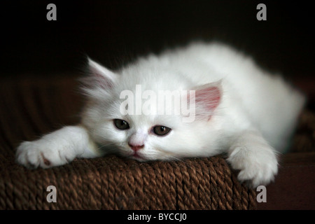 Mignon chaton Persan Andhra Pradesh Inde du Sud Banque D'Images