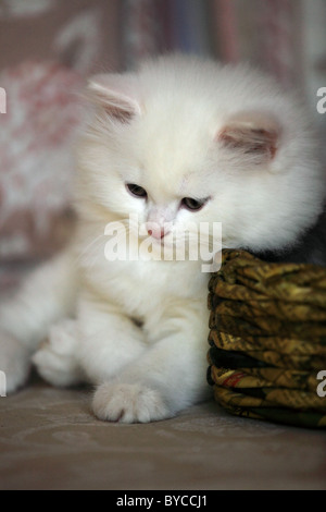 Mignon chaton Persan Andhra Pradesh Inde du Sud Banque D'Images