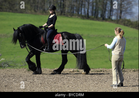 Cheval andalou (Equus ferus caballus). Black Stallion avec rider sur une longe. Banque D'Images