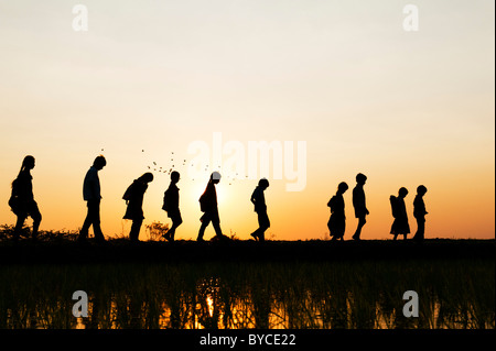 Filles et garçons indiens Silhouette marcher à la maison de l'école à travers un champ de riz au coucher du soleil. L'Andhra Pradesh, Inde Banque D'Images