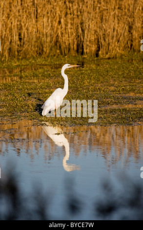 Grande aigrette (Ardea alba) dans les zones humides au coucher du soleil Banque D'Images