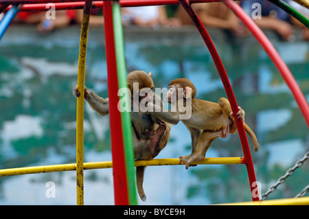 Les jeunes macaques jouant sur des barres d'un zoo, Beijing, Chine. Banque D'Images