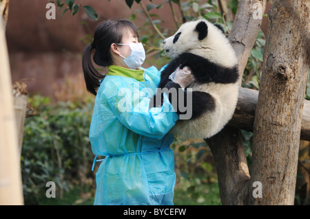 Woman feeding panda Banque D'Images