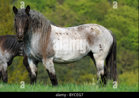 Noriker Cheval (Equus ferus caballus), étalon debout sur un pâturage. Banque D'Images