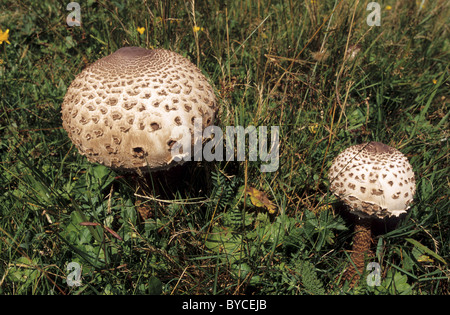 Parasol de champignons (Macrolepiota procera) croissant sur le pré près de Cierny kamen hill de Velka Fatra, en Slovaquie. Banque D'Images