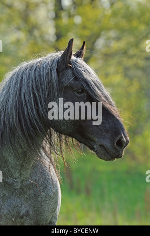 Noriker Cheval (Equus ferus caballus), portrait d'un étalon. Banque D'Images