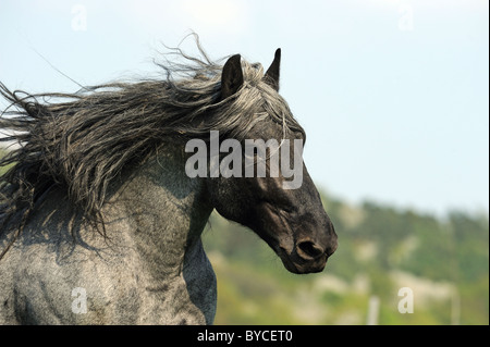 Noriker Cheval (Equus ferus caballus), portrait d'un étalon avec mane qui coule. Banque D'Images