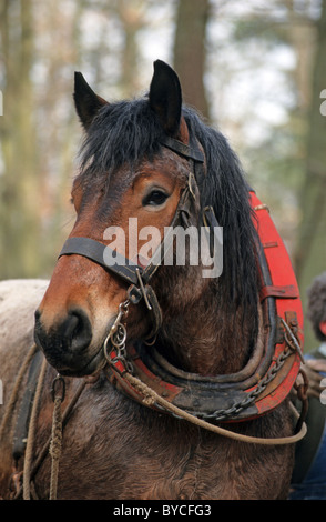 Saxonian-Thueringian Coldblood (Equus ferus caballus). Portrait d'un cheval de travail portant un collier. Banque D'Images