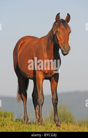 Mangalarga Marchador (Equus ferus caballus). Jeune étalon baie debout sur un pré. Banque D'Images