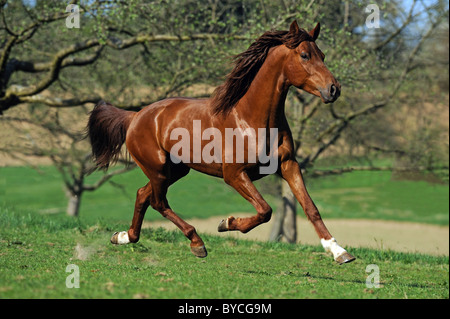 Mangalarga Marchador (Equus ferus caballus). Jeune étalon baie trottant sur un pré. Banque D'Images