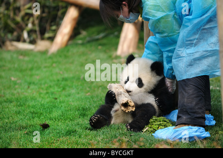 Woman feeding panda Banque D'Images